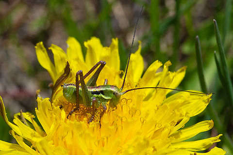 small green grasshopper nymph  Geotagged,Spring,United States