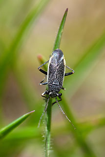 black grass bug  Geotagged,Labops hesperius,Spring,United States