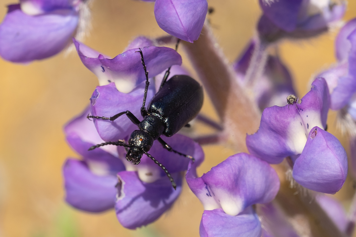 blister beetle Medium sized black/dark green metallic blister beetles with a small red dot on their forehead. Longer wings than meloe (black oil beetles) but they still don&#039;t entirely cover the abdomen. Geotagged,Lytta stygica,Spring,United States