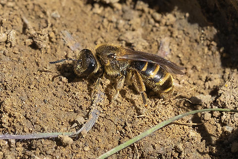 metallic furrow bee Possibly Halictus confusus or Halictus  tripartitus- not sure how to tell these apart..  Geotagged,Spring,United States