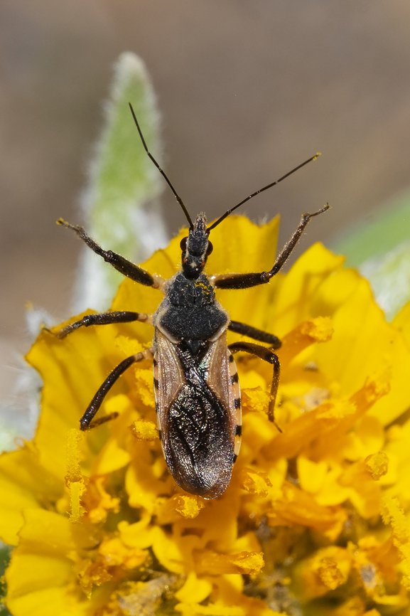 Assassin bug  Geotagged,Rhynocoris ventralis,Spring,United States