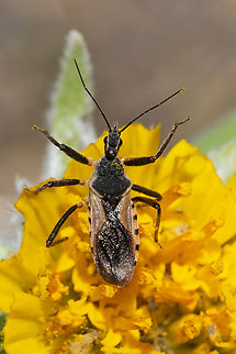 Assassin bug  Geotagged,Rhynocoris ventralis,Spring,United States