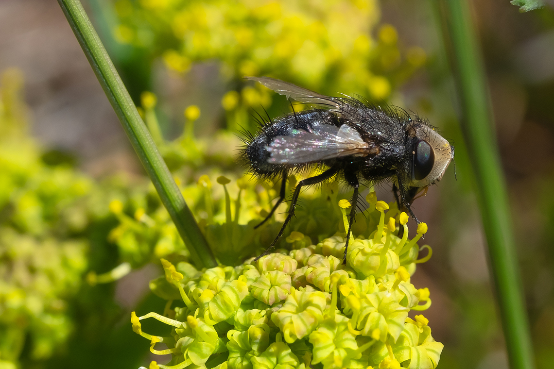 white faced tachnid fly perhaps Gonia sp. Geotagged,Spring,United States