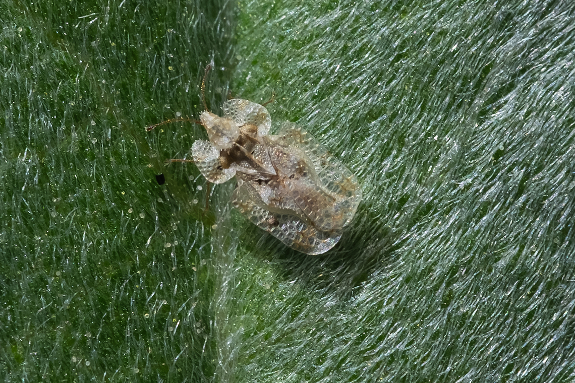 Morrill Lace Bug  Corythucha morrilli,Geotagged,Spring,United States