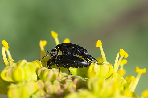 Tumbling flower beetles Mordella sp. Geotagged,Spring,United States