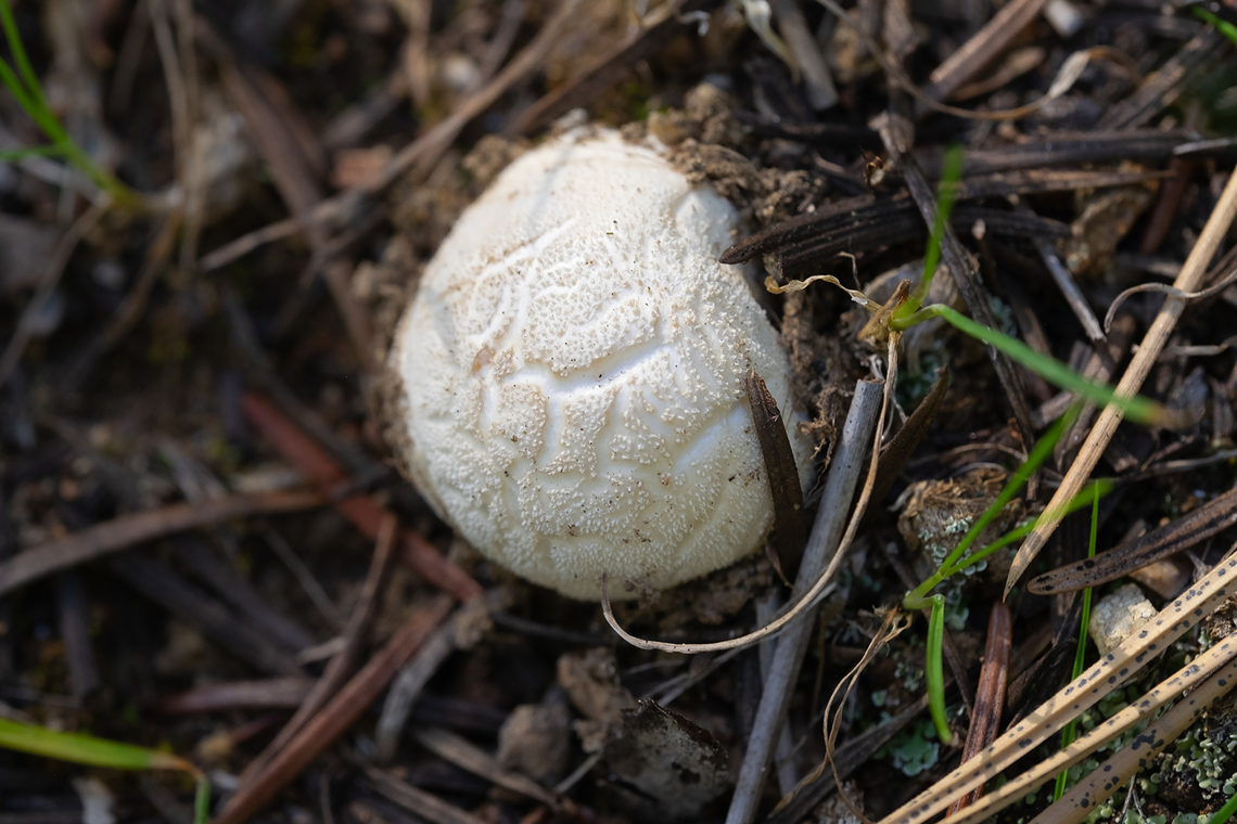 White cracking puffballs I'm not sure if the cracking is a feature, or just a side effect of the dry weather in the area Geotagged,Spring,United States