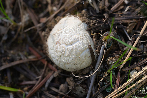 White cracking puffballs I'm not sure if the cracking is a feature, or just a side effect of the dry weather in the area Geotagged,Spring,United States