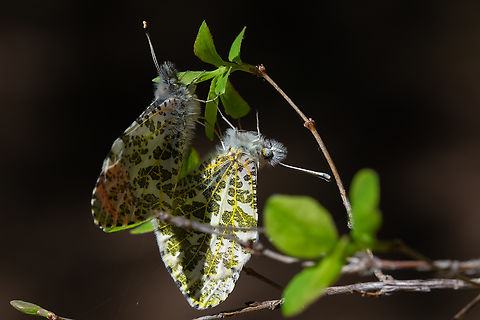 Southern Rocky Mountain Orangetip mating pair It appears that recently (or at least more recently than my book was published) this species has been split up, with A. sara from southern Oregon south to Baja and A. julia in this area..  Anthocharis julia,Anthocharis sara,Geotagged,Sara orangetip,Southern Rocky Mountain orangetip,Spring,United States