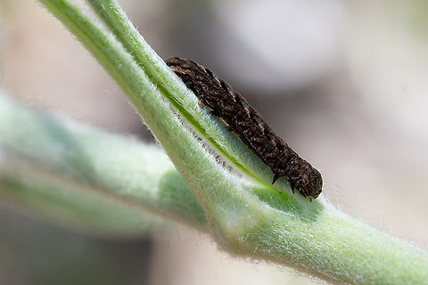 owlet moth caterpillar  Geotagged,Spring,United States