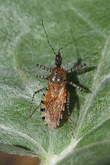Assassin bug What an awesome bug! Love the striped legs. Geotagged,Pselliopus spinicollis,Spring,United States,pselliopus spinicollis