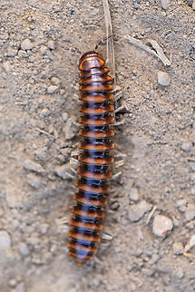 Tribe Chonaphini millipede  Geotagged,Spring,United States