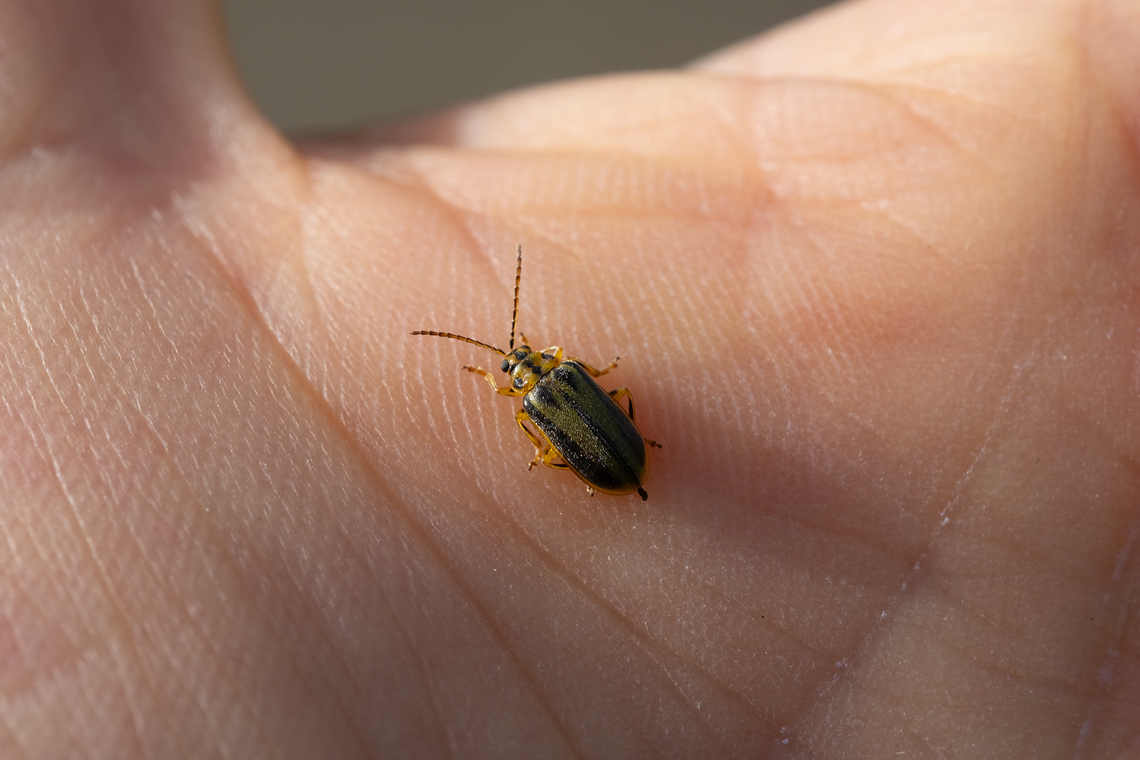 Elm leaf beetle. Barile, Italy  Elm leaf beetle,Geotagged,Italy,Spring,Xanthogaleruca luteola