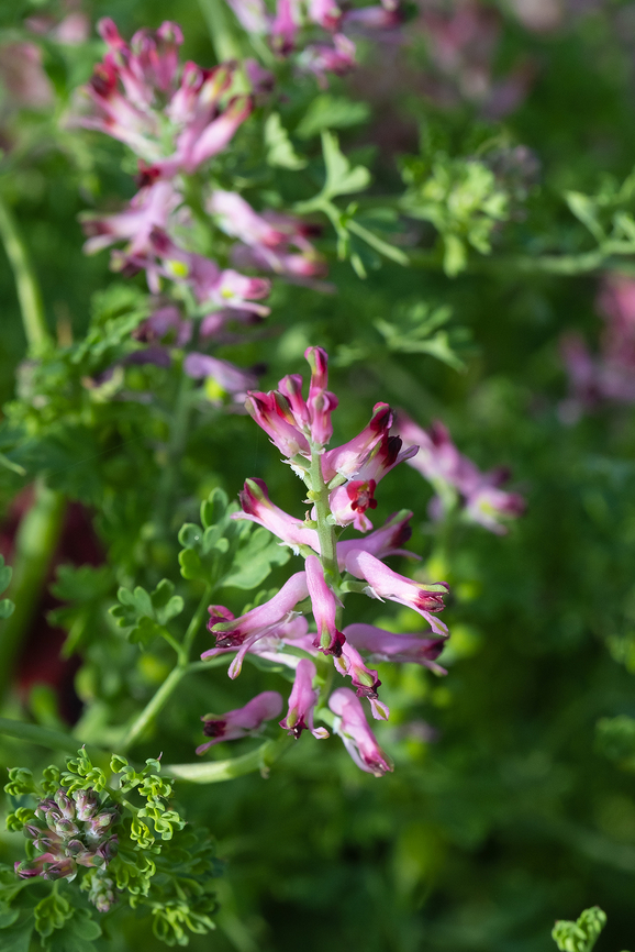 Common Fumitory. Barile, Italy  Common Fumitory,Fumaria officinalis,Geotagged,Italy,Spring