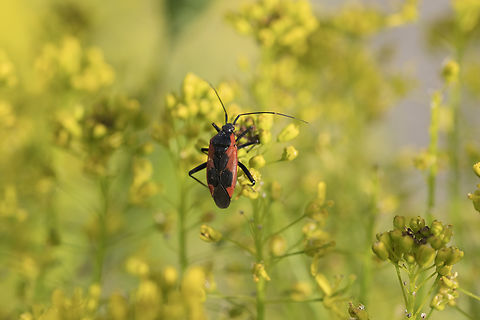 Black and red beetle. Barile, Italy  Dionconotus neglectus,Geotagged,Italy,Spring