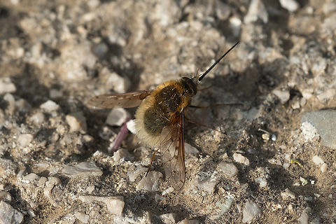 Bombylius medius, bee fly  Bombylius medius,Geotagged,Italy,Spring