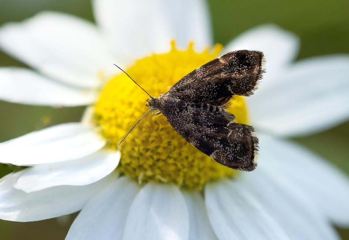 Common nettle-tap  Anthophila fabriciana,Common nettle-tap,Geotagged,Italy,Spring