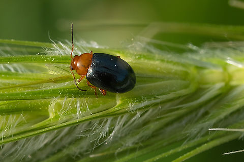 Mallow flea beetle  Geotagged,Italy,Mallow flea beetle,Podagrica fuscicornis,Spring