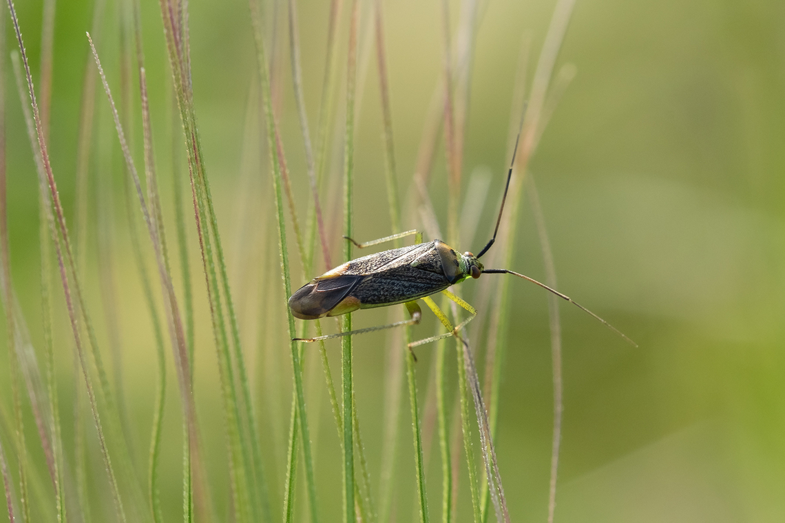 dark colored grass bug  Geotagged,Italy,Spring