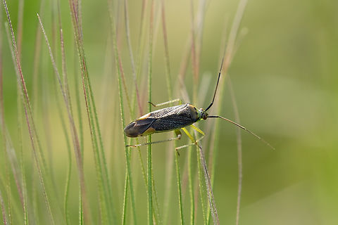 dark colored grass bug  Geotagged,Italy,Spring
