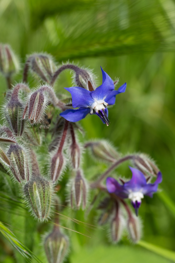 Borage  Borage,Borago officinalis,Geotagged,Italy,Spring