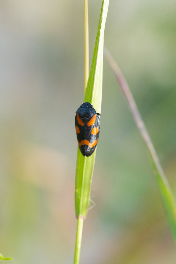 Orange and black frog hopper  Cercopis sanguinolenta,Geotagged,Italy,Spring