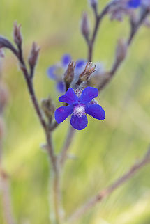 Larkspur species  Delphinium tricorne,Dwarf Larkspur,Geotagged,Italy,Spring