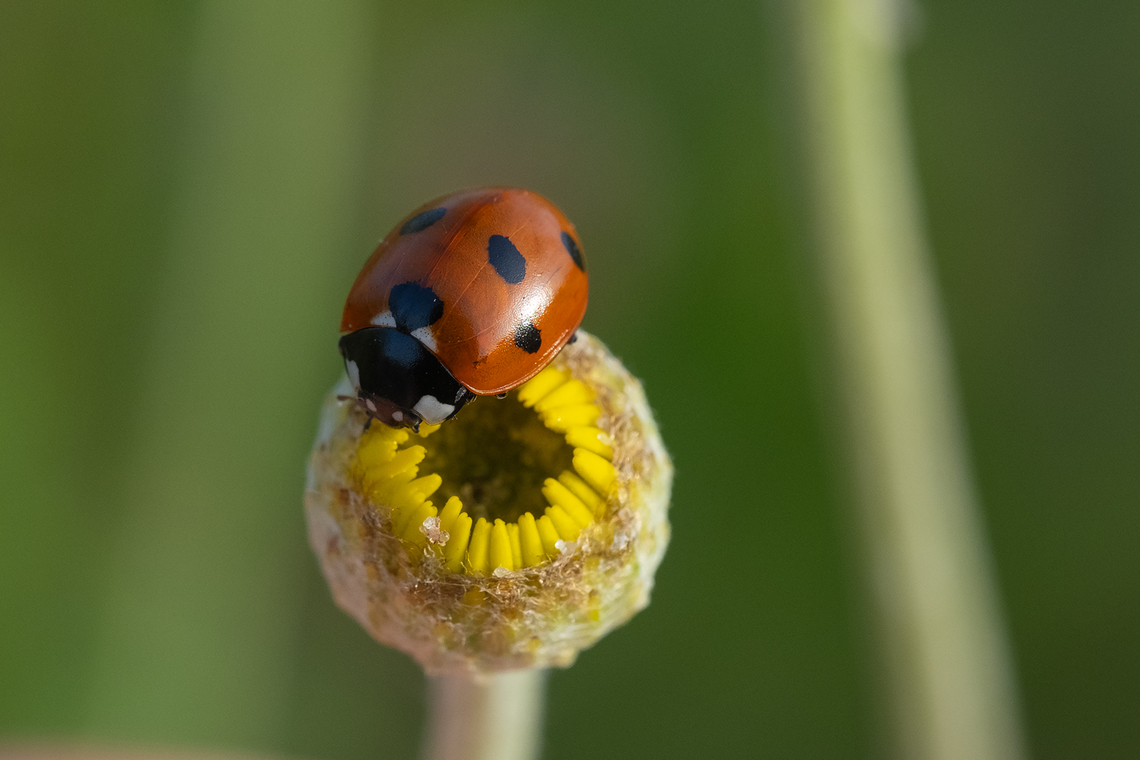 7 spot lady beetle  Coccinella septempunctata,Geotagged,Italy,Seven-spotted Lady Beetle,Spring