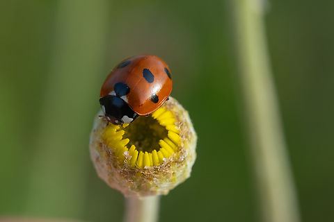 7 spot lady beetle  Coccinella septempunctata,Geotagged,Italy,Seven-spotted Lady Beetle,Spring