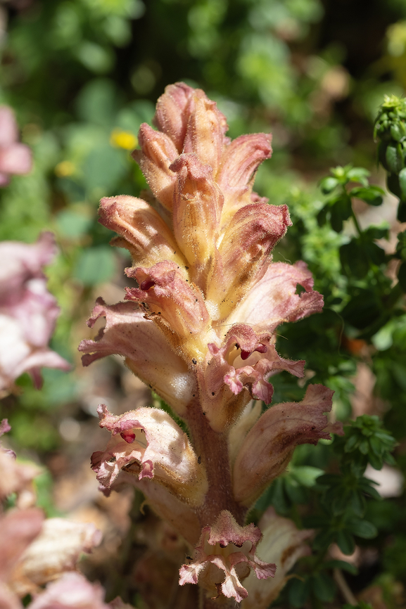 Ivy broomrape  Geotagged,Italy,Ivy Broomrape,Orobanche hederae,Spring