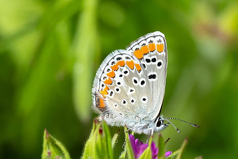 Brown Argus  Aricia agestis,Brown Argus,Geotagged,Italy,Spring