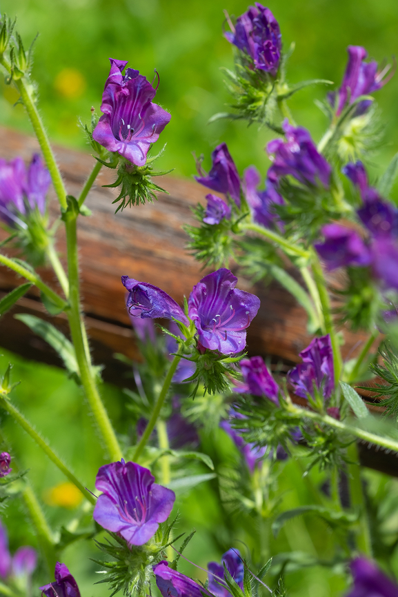 Purple Viper's-bugloss  Echium plantagineum,Geotagged,Italy,Purple Viper's-bugloss,Spring