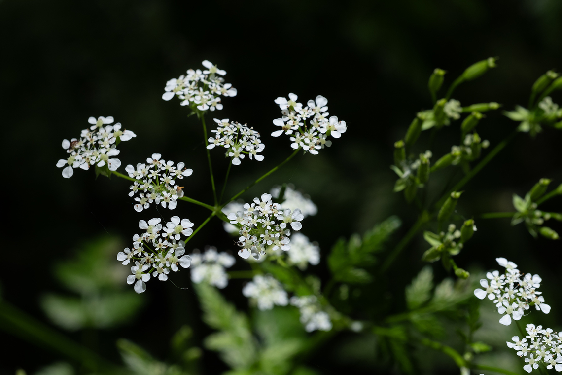 Common hedge parsley  Common Hedge Parsley,Geotagged,Italy,Spring,Torilis arvensis