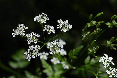 Common hedge parsley  Common Hedge Parsley,Geotagged,Italy,Spring,Torilis arvensis