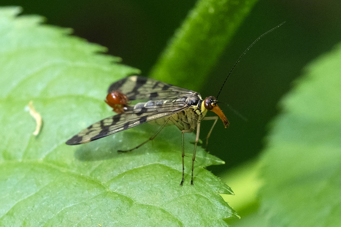 Common scorpion fly  Common scorpionfly,Geotagged,Italy,Panorpa communis,Spring