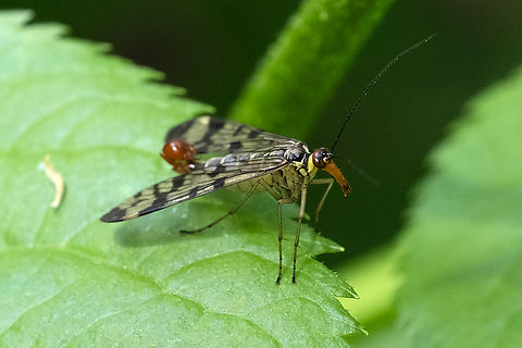 Common scorpion fly  Common scorpionfly,Geotagged,Italy,Panorpa communis,Spring