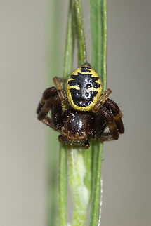 Napoleon spider  Geotagged,Italy,Napoleon Spider,Spring,Synema globosum