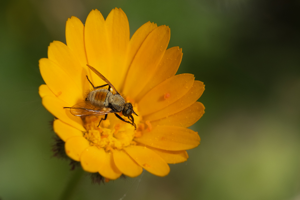 Red-backed bee fly - male  Geotagged,Italy,Red-Backed Bee-fly,Spring,Usia versicolor