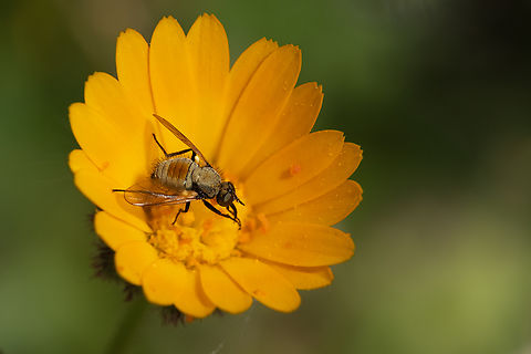 Red-backed bee fly - male  Geotagged,Italy,Red-Backed Bee-fly,Spring,Usia versicolor