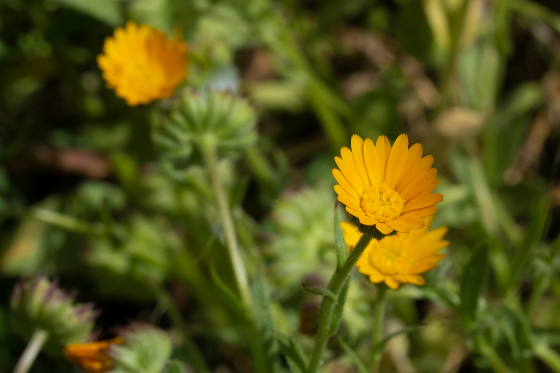 Field marigold  Calendula arvensis,Field marigold,Geotagged,Italy,Spring