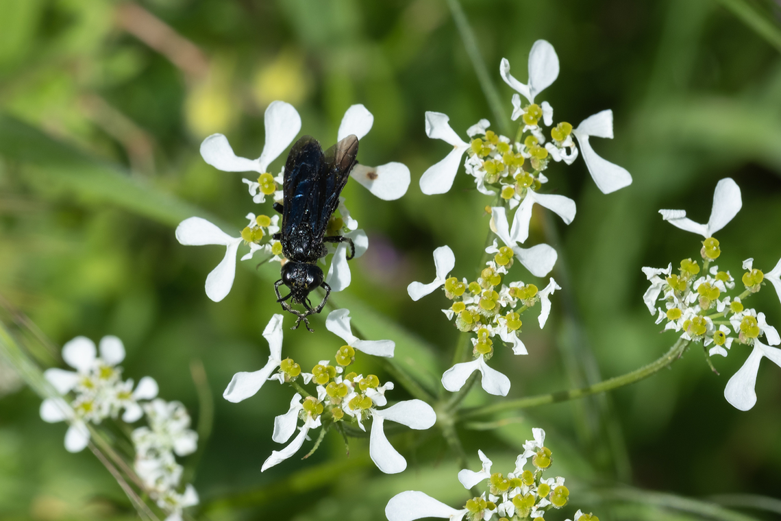 Mediterranean hartwort with a bonus black wasp or bee Geotagged,Italy,Mediterranean Hartwort,Spring,Tordylium apulum