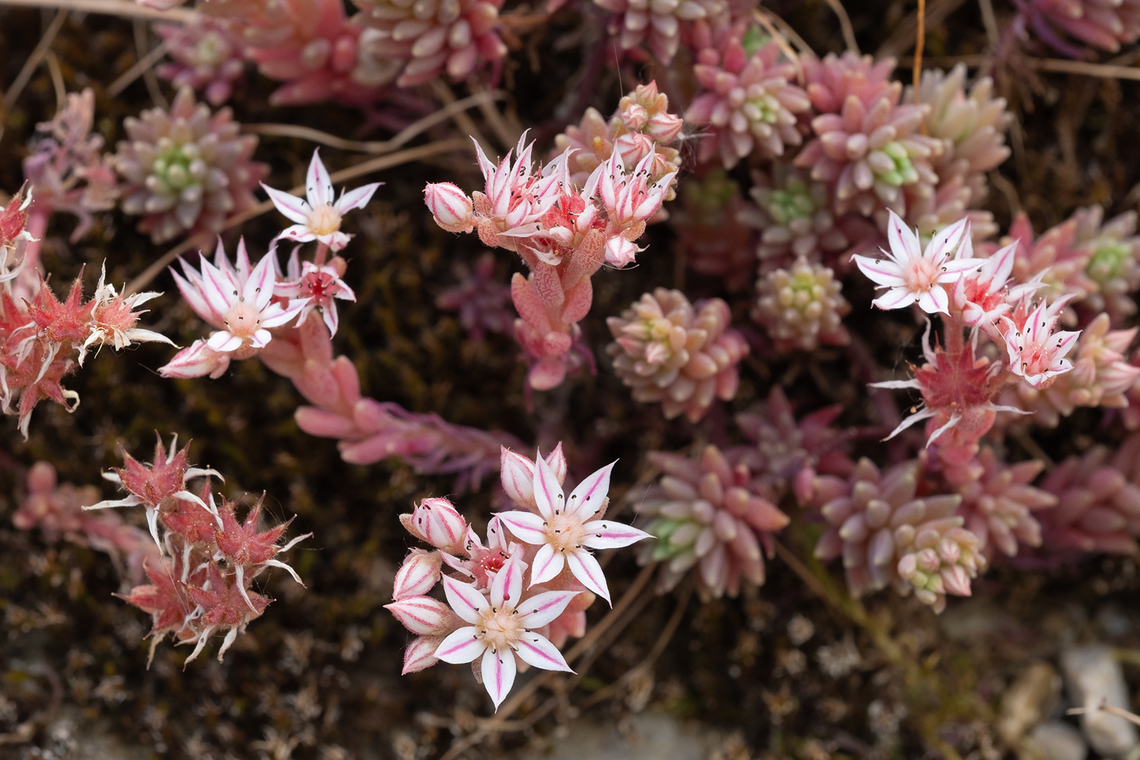 Spanish stonecrop  Geotagged,Italy,Sedum hispanicum,Spanish stonecrop,Spring