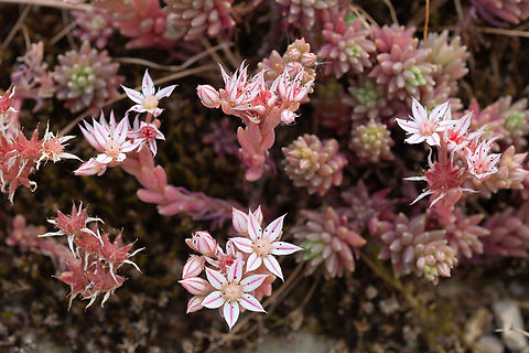 Spanish stonecrop  Geotagged,Italy,Sedum hispanicum,Spanish stonecrop,Spring