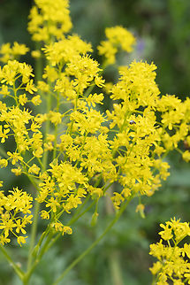 Woad  Geotagged,Woad