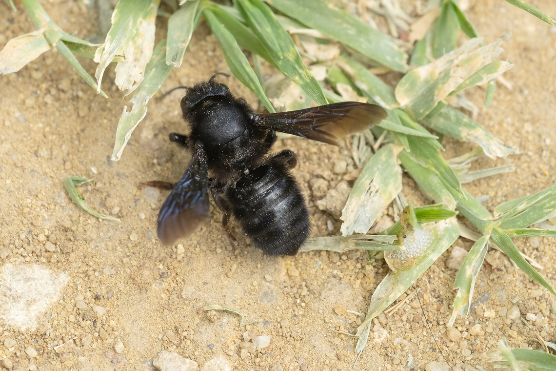 Large black carpenter bee Not sure I can get to the species without seeing the feet.. Xylocopa sp. seems likely either X. violacea or X. valga Geotagged,Italy,Spring