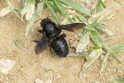 Large black carpenter bee Not sure I can get to the species without seeing the feet.. Xylocopa sp. seems likely either X. violacea or X. valga Geotagged,Italy,Spring