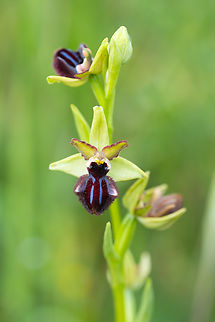 early spider orchid  Geotagged,Italy,Ophrys sphegodes,Spring