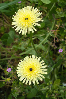 Smooth Golden Fleece  Geotagged,Italy,Smooth Golden Fleece,Spring,Urospermum dalechampii