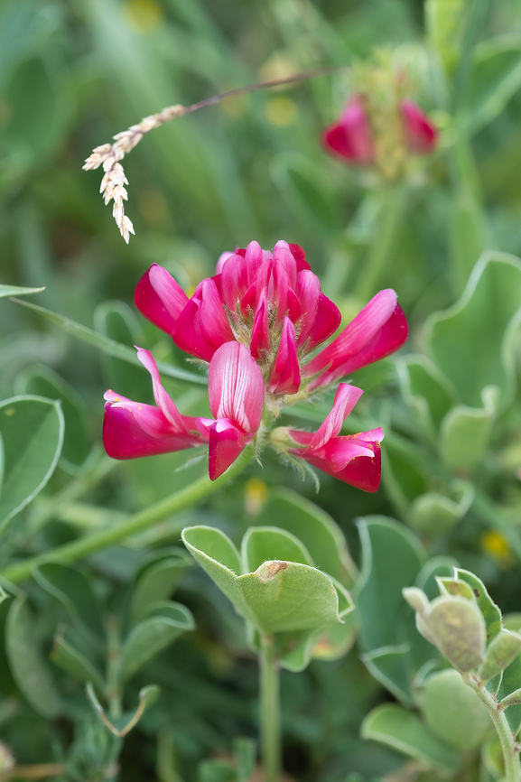 French honeysuckle really a pea though..  French Honeysuckle,Geotagged,Italy,Spring,Sulla coronaria