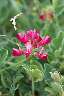 French honeysuckle really a pea though..  French Honeysuckle,Geotagged,Italy,Spring,Sulla coronaria