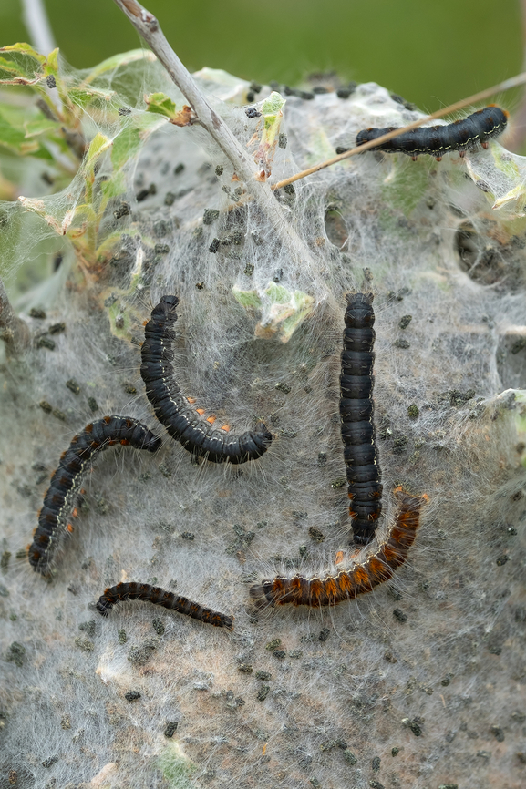 Small eggar moth caterpillars  Eriogaster lanestris,Geotagged,Italy,Small eggar,Spring
